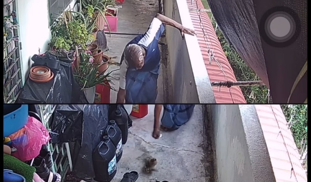 Badan dah bau tanah, perangai macam musibat’ – Netizen kecam warga emas tergamak pukul anak kucing sampai mati